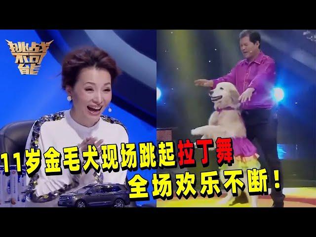 11岁金毛犬跳拉丁俘获全场 一个空中动作让董卿尖叫！| 挑战不可能 Impossible Challenge