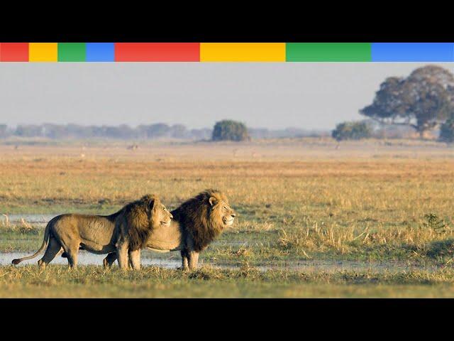 [Nat Geo Wild] The Okavango Delta - Lions King Of River - Nature Documentary Animals