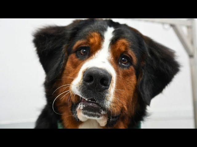 The sweetest souls to walk the earth...Bernese Mountain Dogs