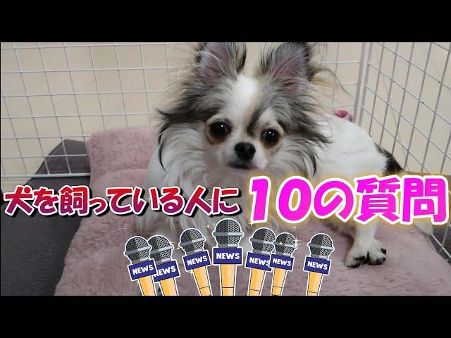 【チワワ】愛犬の自己紹介を兼ねて『犬を飼っている人に１０の質問』答えてみた