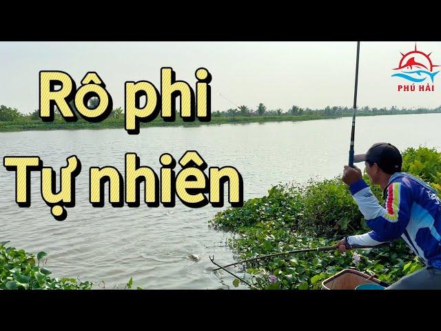 Câu cá rô phi tự nhiên. Trải nghiệm điểm câu nhiều cá to trên sông Đa Độ | Phú Hải Fishing