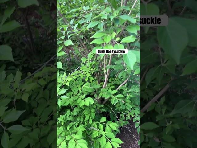 Remove Bush Honeysuckle