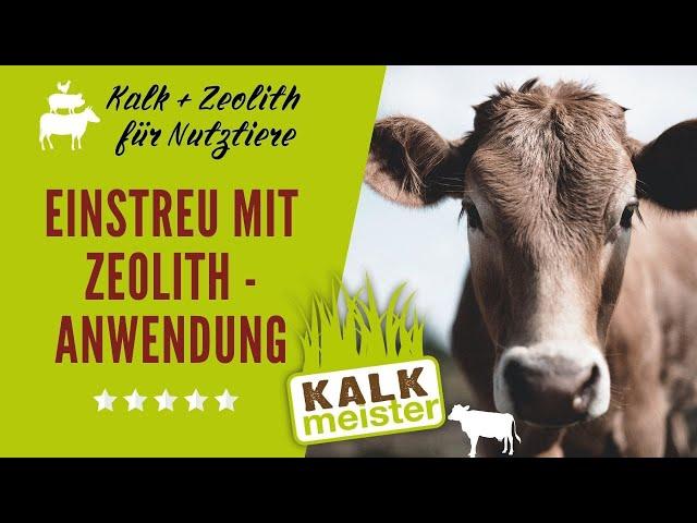 Kühe lieben Kalkmeister-Einstreu #zeolith #tierwohl #stalleinstreu