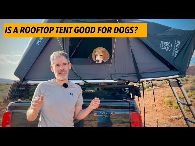 ️ Cute beagle goes camping in a rooftop tent (2024 edition)