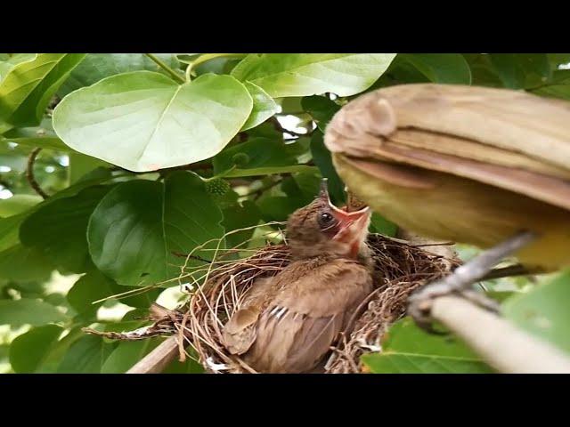 #EP23. Yellow-vented Bulbul Birds Feed The Baby In A Nest One #birds [ Review Bird Nest ]