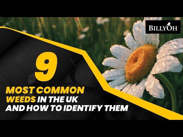 9 Most Common Weeds In The UK and How to Identify Them - Easy Gardening Hacks For Beginners