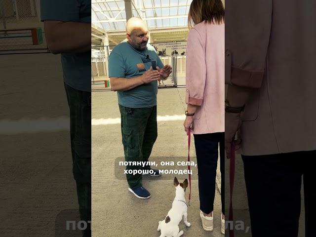 ГЛАВНОЕ ПРАВИЛО ДРЕССИРОВКИ! Команду нужно давать... Джек-рассел #дрессировка #дрессировкасобаки