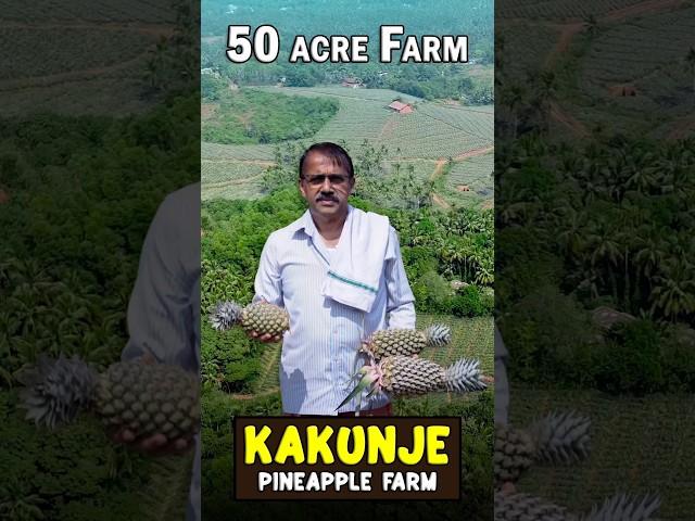 Meet the Pineapple King of Kerala! Kakunje Pineapple Farm