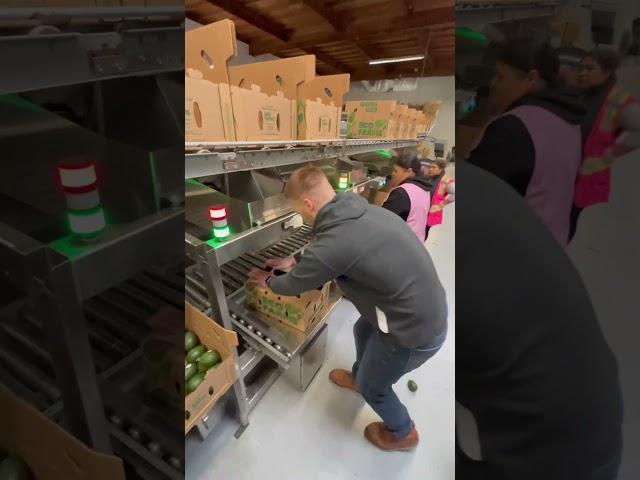 Revolutionizing Agriculture Technology: Semi-Automatic Hybrid Count Filler for Avocado Tray Filling