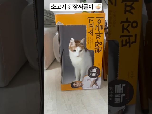움직이는 소고기 된장짜글이 #cute #cocomelon #music #animals #cat #고양이 #개인기 #chat #pets #cutecat