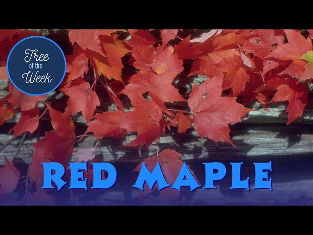 Tree of the Week: Red Maple