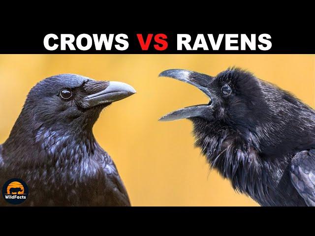 What is the Difference Between Crows and Ravens?