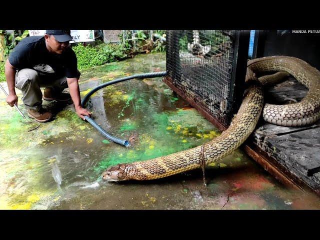 THIS IS A PICTURE OF A GOLDEN GIANT KING COBRA KALIMANTAN COMPETITOR GARAGA |COBRA |KING COBRA|SNAKE