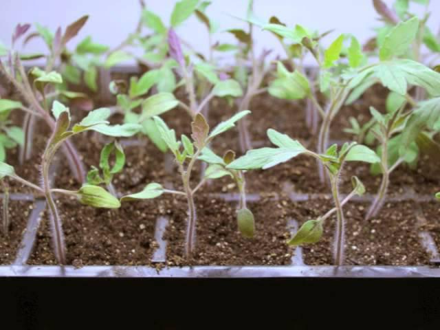 Step by Step:  How To Grow Tomatoes from Seed | Gardener's Supply ‍