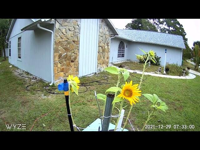 Sunflower Time lapse, Following the sun.