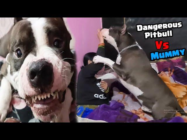 Mafia Ne mummy per Hamla bol diya  | Mafia The Pitbull