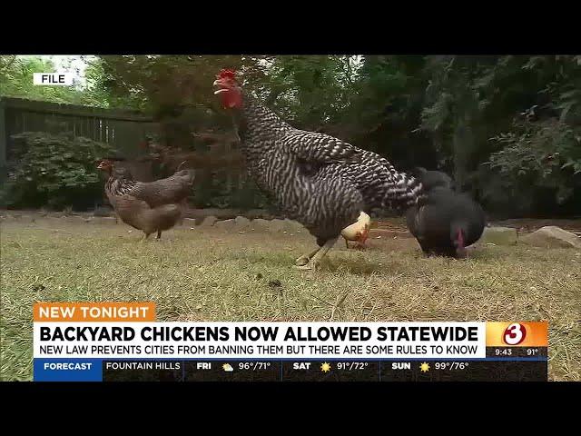 New law allows Arizona residents to have residential chickens