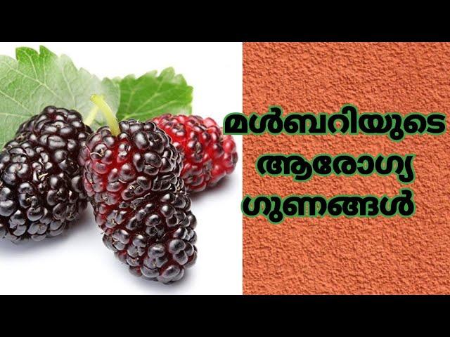 മൾബറിയുടെ ആരോഗ്യ ഗുണങ്ങൾ/Health Benefits of Mulberry