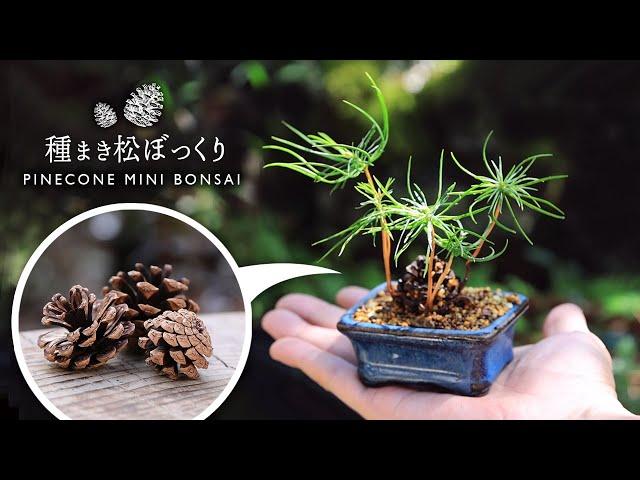 Germination challenge Sowing seeds pine cones palm mini bonsai【Bonsai diary 8/6】how to MINI bonsai