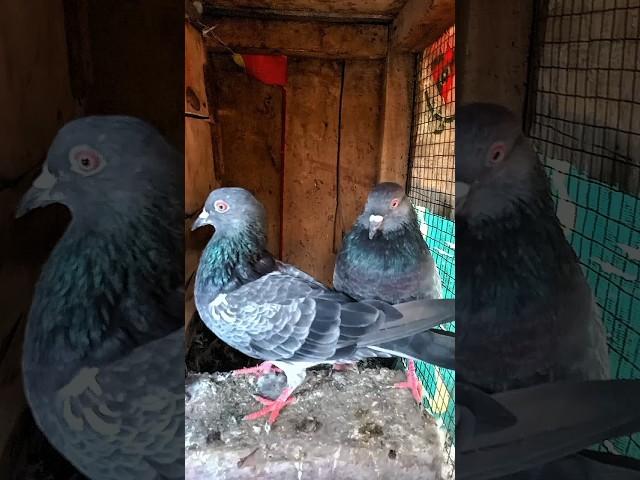 mere mehboob tera tadapna to banta hai #viral #shorts #viralvideo #pigeon