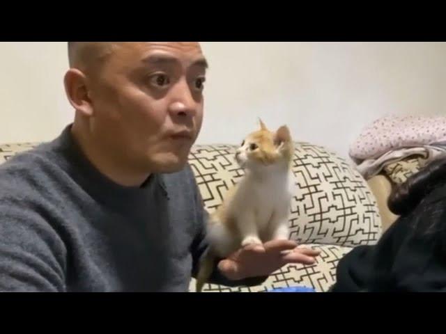 爸妈：“敢养猫就给你丢出去！”