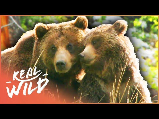 Into The Life Of A Grizzly Bear (Bear Documentary) | Grizzly Country | Real Wild