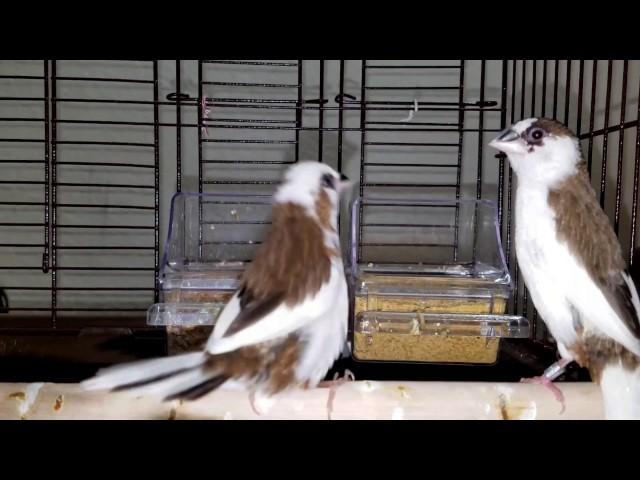 Society Finch singing big time! ~ Part 1