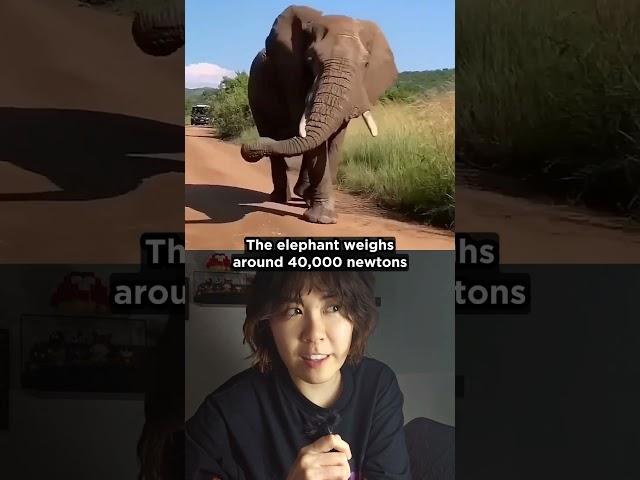 Which hurts more: elephant or high heel?