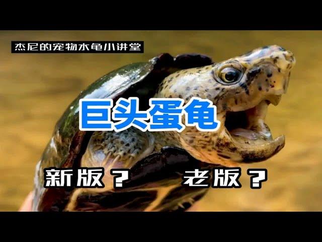 【巨头麝香龟】新旧两版巨头到底是什么关系？又如何区分？聊一聊巨头蛋龟（蛋龟家族系列）