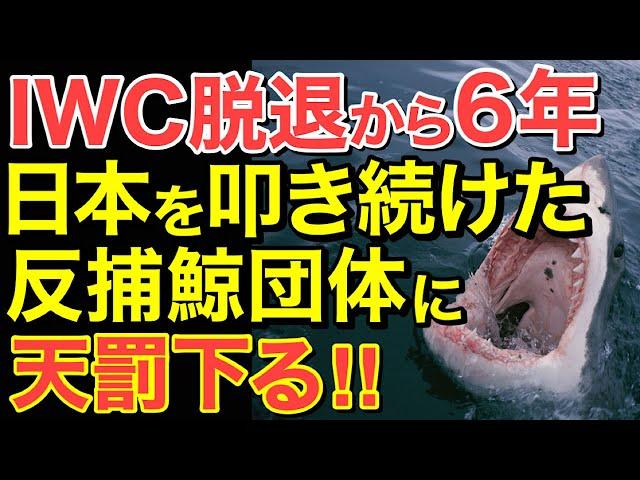 【海外の反応】IWC脱退から6年！ついに反捕鯨団体に天罰がくだり・・【にほんのチカラ】