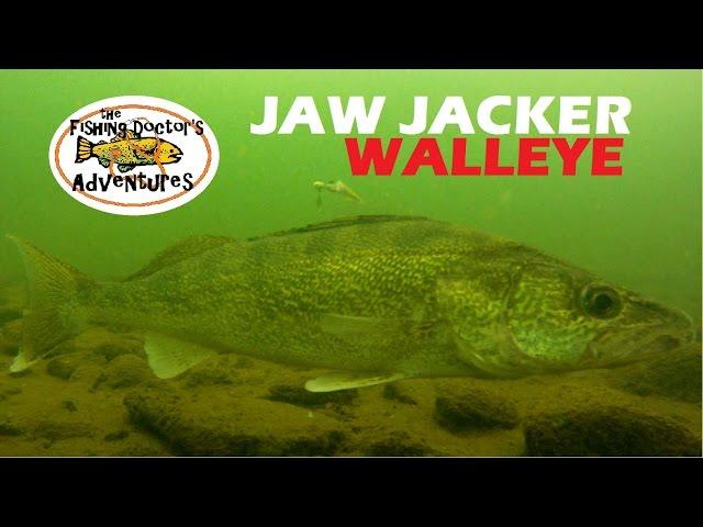 Understanding Walleye Underwater Behavior Ice Fishing the Jaw Jacker