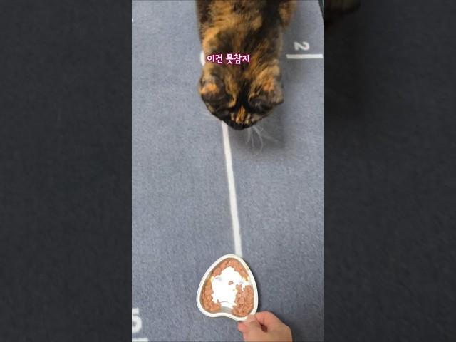고양이 집사라면 이 정도는 다 하잖아요 ft. 비타크래프트 습식사료 #cat #봉자씨