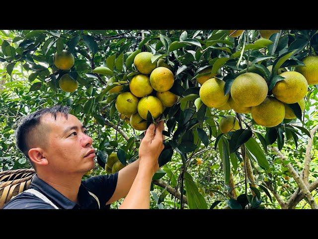 Widen the road to the farm. Harvest oranges and bring them to market.