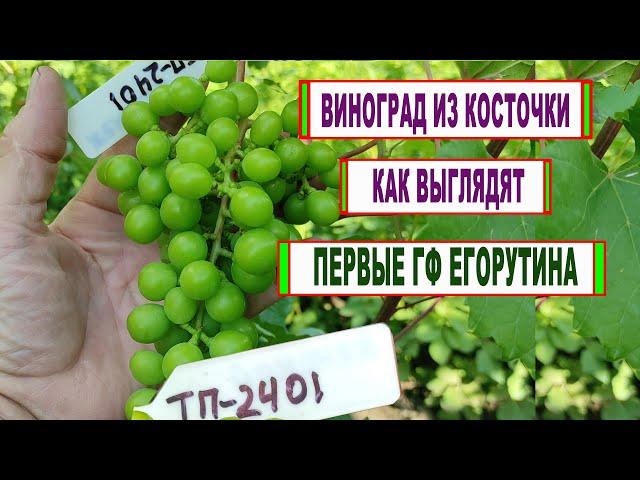  Селекция! Вот как выглядят НОВЫЕ ГИБРИДНЫЕ ФОРМЫ ВИНОГРАДА из косточки. Подкормка ШКОЛКИ СЕЯНЦЕВ!