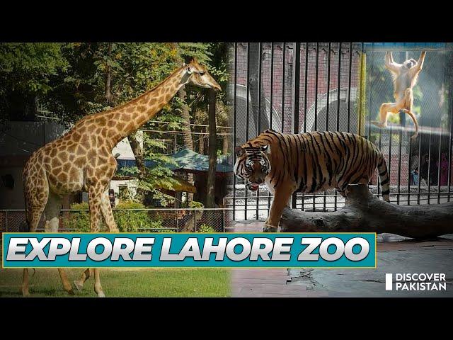 Lahore Zoo Complete Tour | Lahore Zoo Video 2022 | Zoo Animals