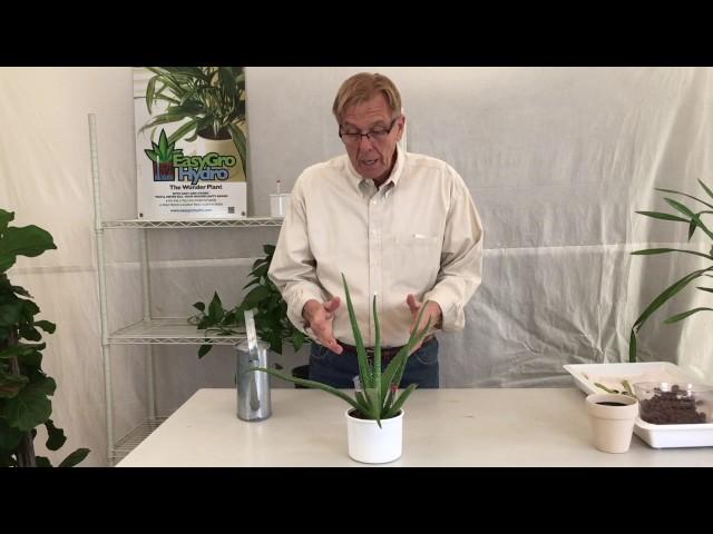 Repotting Aloe Vera into Hydroponics