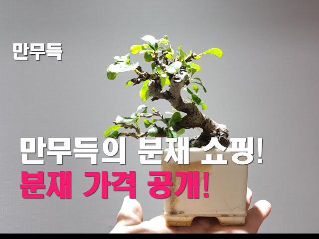 40. 만무득의 분재 쇼핑!        분재 가격 공개