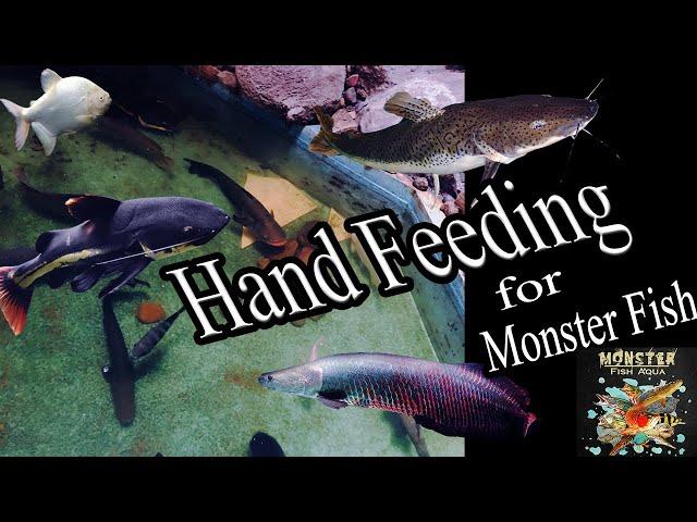 Hand Feeding For Monster Fish(rtc ,rtc x tsn , Arapima)/Monster Fish Aqua SL #monsterfish