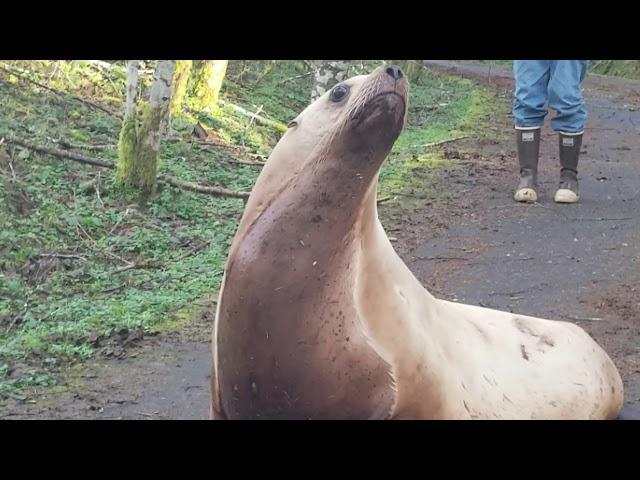 Sea Lion in roadway - Cowlitz County Sheriff's Office