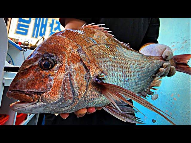 Red sea bream sashimi - trimming - knife technique