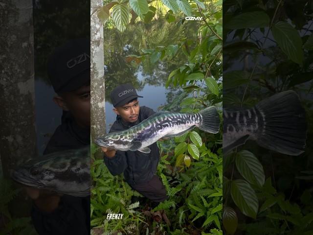 Sarjan Alang In Action #ozmyfishing #ozmy #haveafrenzyday