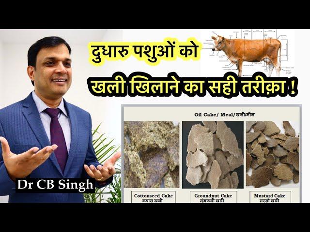 खली खिलाने का सही तरीक़ा | Dairy Farm | Dr CB Singh | @DairyUstaad