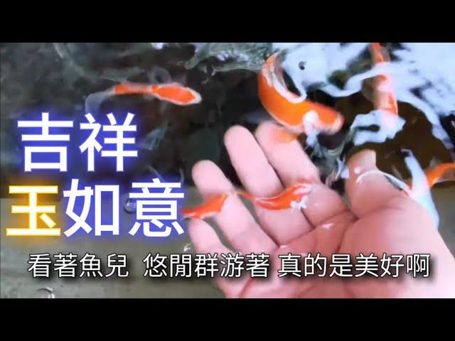 養魚 玉如意 水族 分享最適合小政哥養的魚種