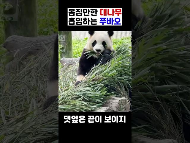 몸집만한 대나무 흡입하는 푸바오 