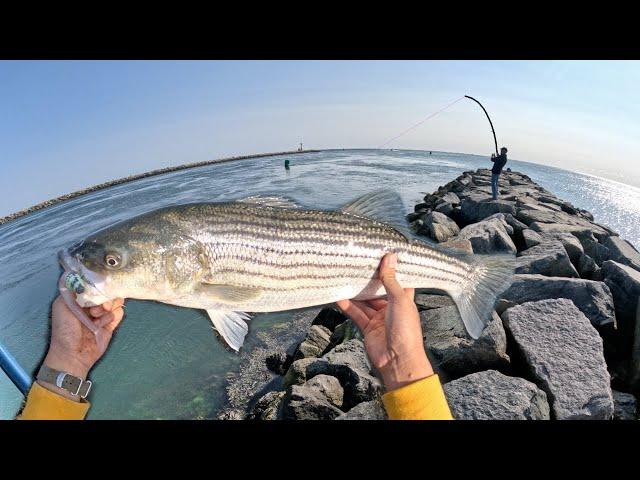 EVERYONE was Catching! Cape Cod Canal NONSTOP Action