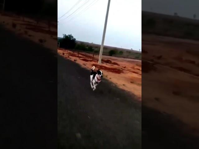 #doglover #dogshorts #dogtraining #excercise