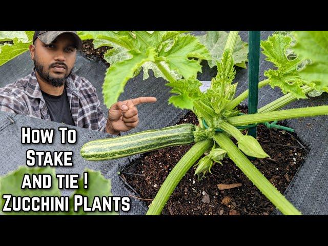 Growing zucchini Vertically - How To Stake and Tie Your plants Upward ! #gardening #garden