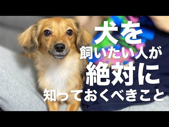 【犬を飼いたい人へ】犬を飼いたい人と犬を飼っている人が絶対に知っておくべきこと