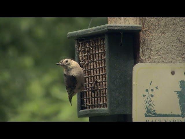 Back Yard Birding - how to attract birds to your home | Indiana DNR