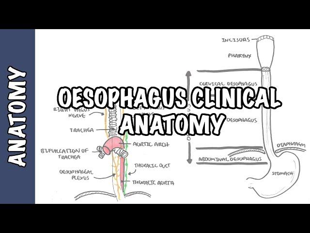 The Oesophagus (Esophagus) - Clinical Anatomy